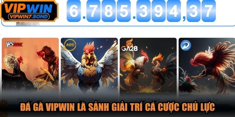 Đá gà VIPWIN là một trong những sảnh giải trí cá cược chủ lực